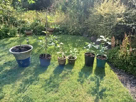 Photo of free Pot grown saplings (Hallgarth LA9) #1