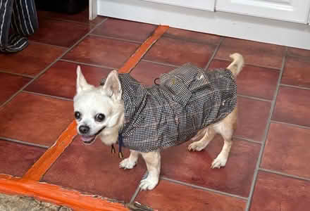 Photo of free Doggie coat (ME15 Plains avenue) #2