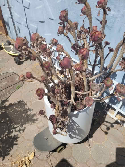 Photo of free plants (Downtown San Jose) #1