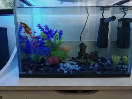 Photo of free Fish tank (Wormholt road W12) #1