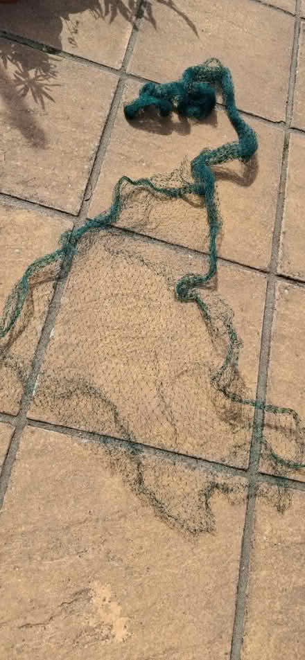 Photo of free Green garden netting various sizes (Ipswich IP3) #3