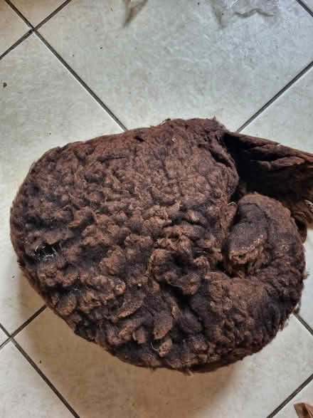 Photo of free Beautiful fleece ready for spinning (Chalford GL6) #1
