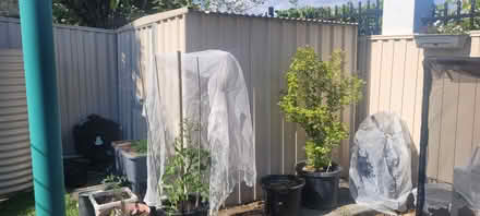 Photo of free Garden Shed (Logan village) #1