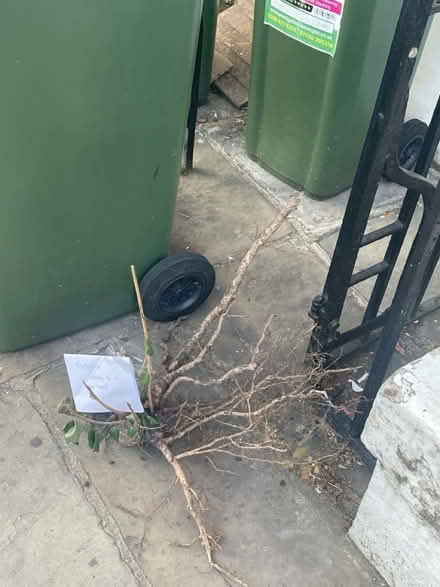 Photo of free Forsythia (Greenwich SE10) #1