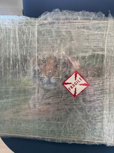 Photo of free Picture frame with tigers picture (Homestead and Wolfe) #1