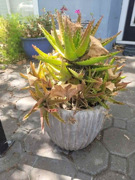 Photo of free plants (Downtown San Jose) #2
