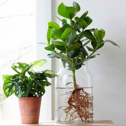 Photo of free large glass vase (Archway, N19) #3