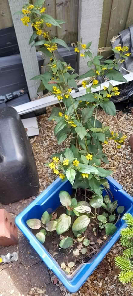 Photo of free Fringed Loosestrife plants (ST17 Baswich, Stafford) #1