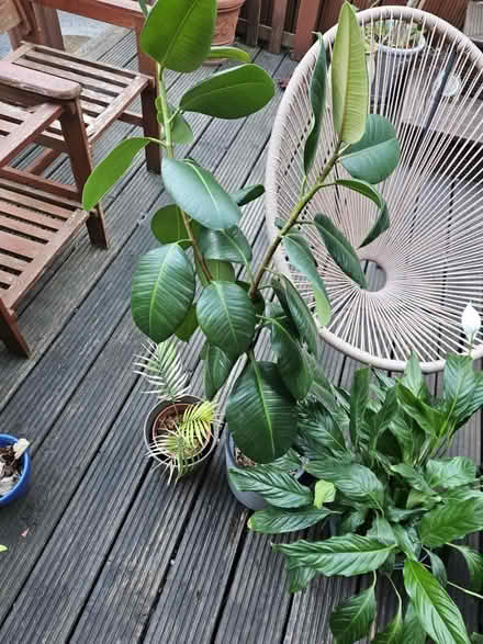 Photo of free House Plants (Heckmondwike) #3