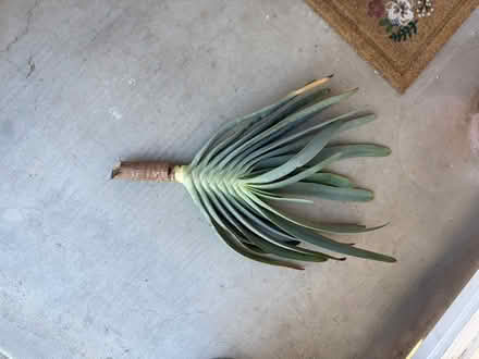 Photo of free Fan aloe blade (Alameda) (West side) #1