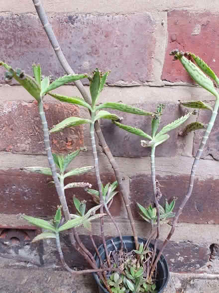 Photo of free Houseplant - Mother of Thousands (Cherry Orchard SY2) #1