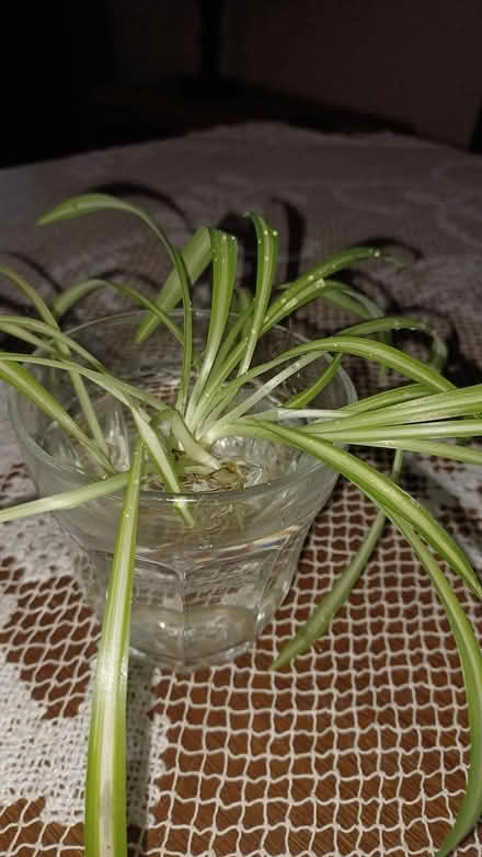 Photo of free Spider lily baby (near Britannia Plaza) #1