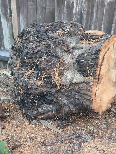Photo of free Cherry tree big stump and heavy log (Tooting SW17) #2