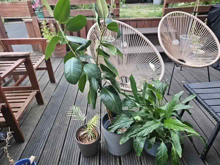 Photo of free House Plants (Heckmondwike) #1