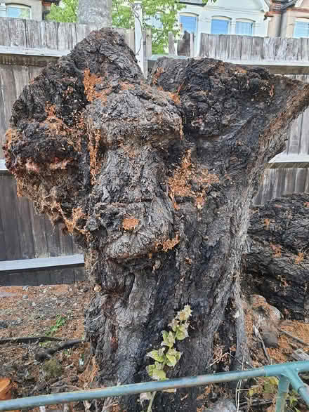 Photo of free Cherry tree big stump and heavy log (Tooting SW17) #1