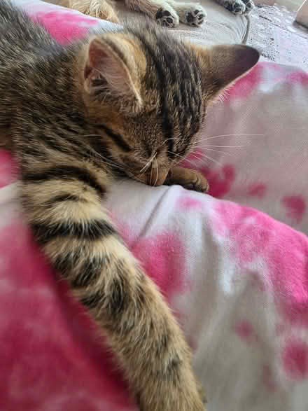 Photo of kitten supplies (Westbourne Park W11) #1