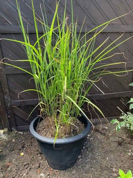 Photo of free Large bamboo (Carrick Knowe EH12) #1