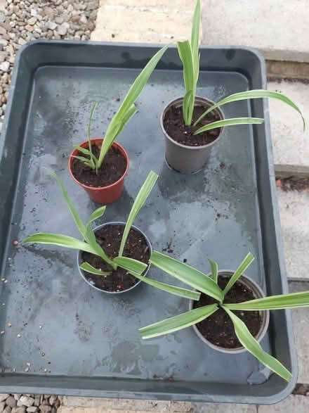 Photo of free Spider plants (Bussage GL6) #1