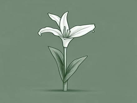 Photo of free Arum lily plants (Colwyn Bay LL29) #1
