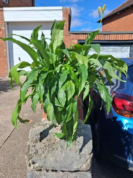 Photo of free Peace Lily (Hunter's Bar, S11) #1