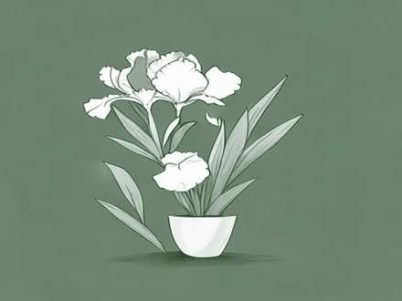 Photo of free Large white iris plants. (Gosport PO12) #1