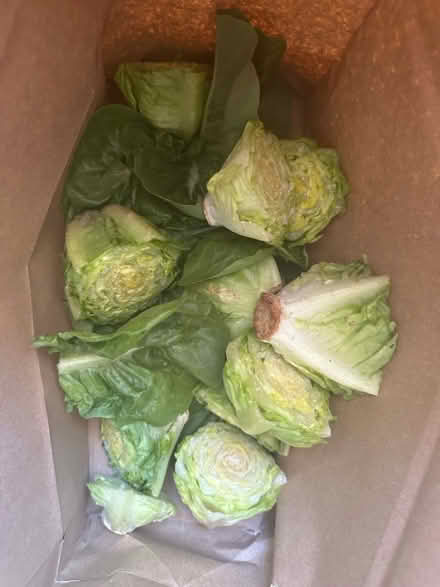Photo of free Lettuce Scraps for Rabbits etc (Hemel Hempstead HP3) #1