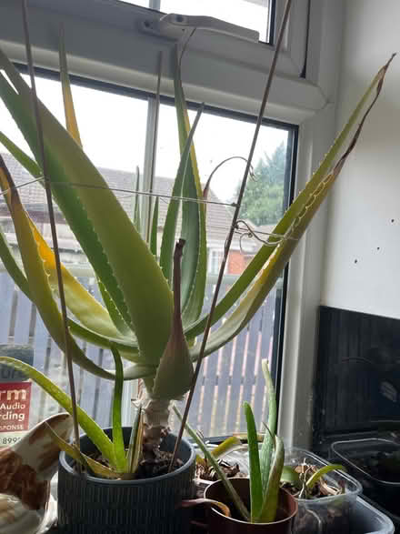 Photo of free Aloe vera plant (Farnley , Leeds LS12) #1