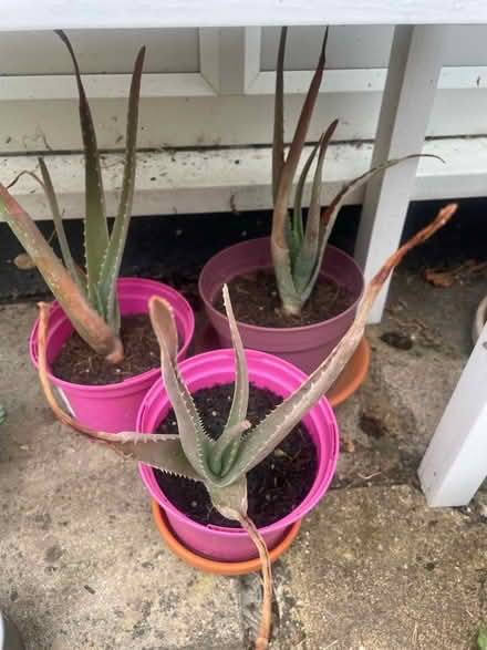 Photo of free Aloe Vera Plant (Cookham Rise SL6) #1