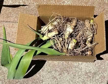 Photo of free White Iris Bulbs #1