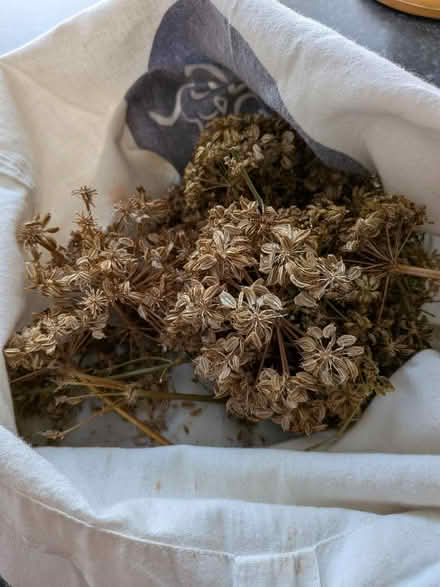 Photo of free Lovage seeds (Risinghurst OX3) #1