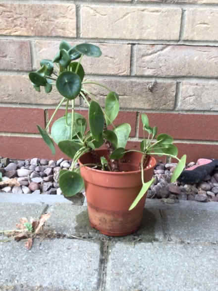 Photo of free Chinese money plant (Calverton MK11) #1