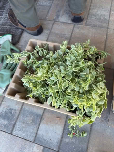 Photo of free Aptenia Succulent Cuttings (Fremont mission area 94539) #2