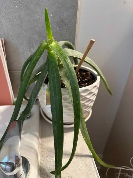 Photo of free Aloe Vera plant (Wateridge Village) #1