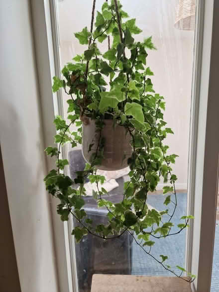 Photo of free house plants (Combe Down BA2) #1