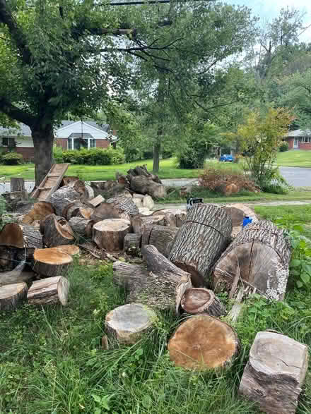 Photo of free Firewood (Woodside Forest) #1