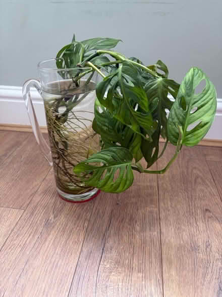 Photo of free Monstera Adansonii Plant (Askew W3) #1