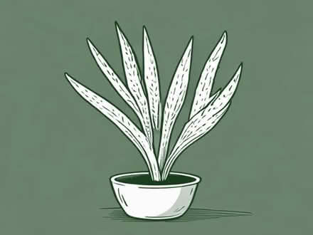 Photo of free spider plants shoots ready to plant (Bellevue EH7) #1
