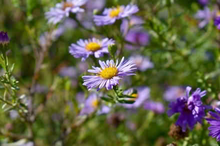 Photo of free Young aster/michaelmas daisy plants (Hatfield AL10) #2