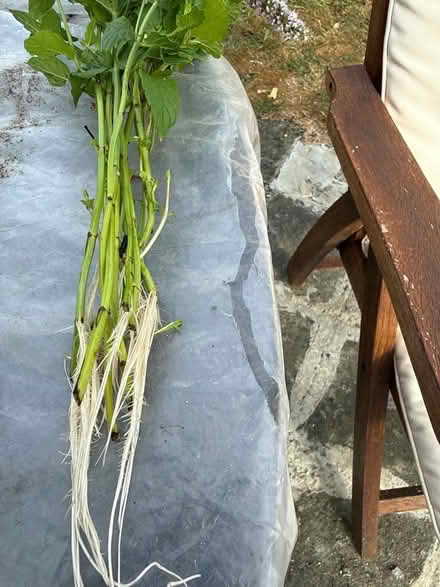 Photo of free Mint plant (Norbury CR7) #3