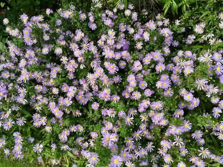Photo of free Young aster/michaelmas daisy plants (Hatfield AL10) #3