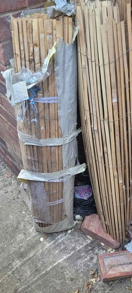 Photo of free bamboo screening (swindon SN3) #1
