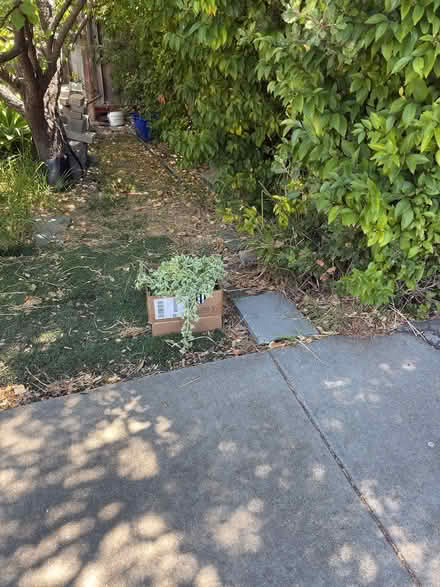 Photo of free Aptenia Succulent Cuttings (Fremont mission area 94539) #3
