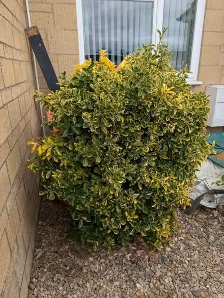 Photo of free 2 Shrubs (Stonehouse GL10) #1