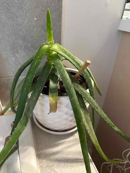 Photo of free Aloe Vera plant (Wateridge Village) #2