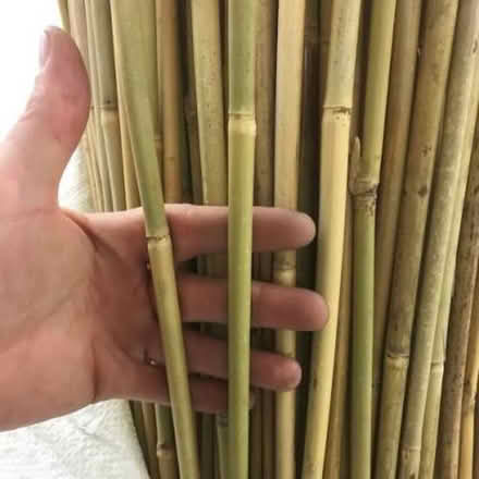 Photo of Bamboo cane (Muswell hill N10) #1
