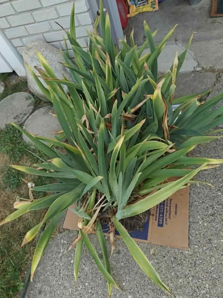 Photo of free Purple bearded Iris-Livonia (Livonia) #2