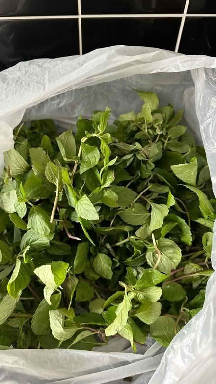 Photo of free Fresh garden mint (New Eltham SE9) #1