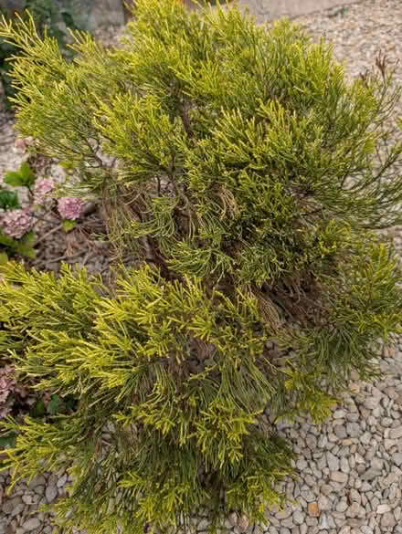 Photo of free 2 Shrubs (Stonehouse GL10) #2
