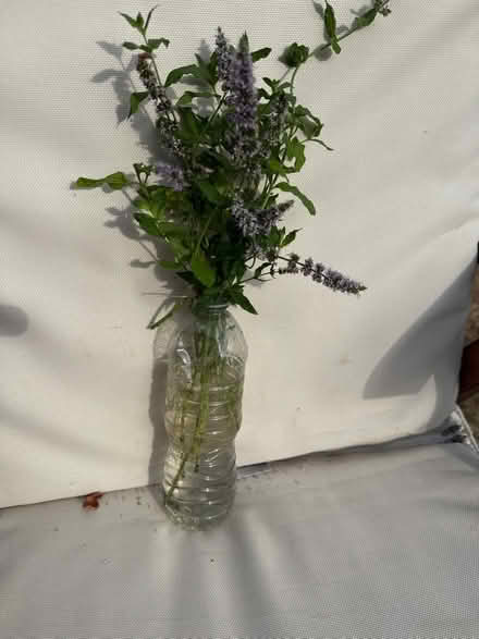 Photo of free Mint plant (Norbury CR7) #4
