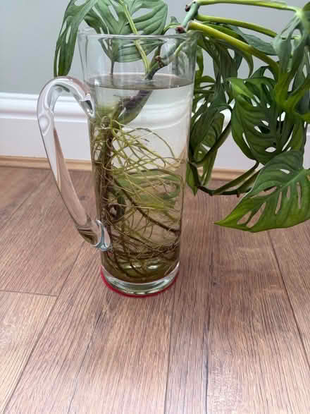 Photo of free Monstera Adansonii Plant (Askew W3) #2
